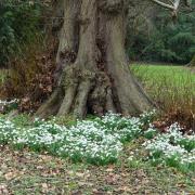 Sturdy clumps of snowdrops among ancient trees in the park.
