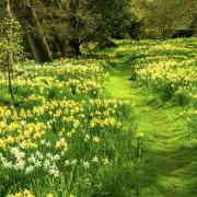 Path Through Daffodils, Hindringham Hall Gardens.