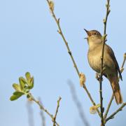 Common nightingale (Luscinia megarhynchos) adult singing.