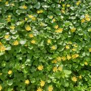 Celandines turning their heads to the sun.