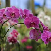 The Moth Orchid, which belongs to the genus phalaenopsis amabilis because of its flower shape resembling a beetle