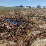 Leaky dam with new willow planting at Alderman's Barrow, where woodland and insect remains, dating between the Neolithic and Bronze Ages, were found preserved in the peatland 'time capsule' during a year-long peatland restoration project at the National