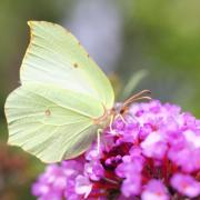 An appearance by the Brimstone butterfly heralds the arrival of spring.