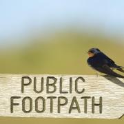 Barn swallow perched on a public footpath sign.