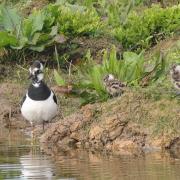 Lapwing with chicks.