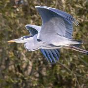 Grey Herons opt to nest in the reed beds in Somerset's marshes.