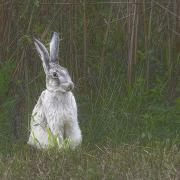 The rare ghost hare spotted in Norfolk.