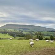 Pendle Hill is the backdrop to this glorious walk.