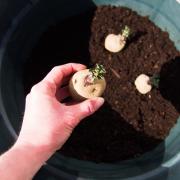 Plant potatoes in a pot or bag.