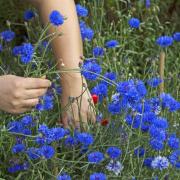 Brilliant blue cornflowers make lovely cut flowers