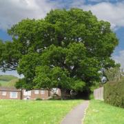 Broad Oak photographed in May 2020.