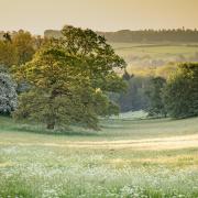 Mature wildflower meadow at Upton Wold Gardens in the early morning.