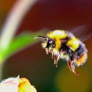 The RHS are hoping the public can provide information to help boost bee populations in the UK