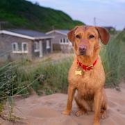 Saunton Beach Villas are a top choice for a holiday with your pet. Photo: Saunton Beach Villas/Rhian White Photography