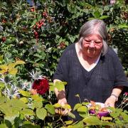 Barbara Segall foraging for fruit in her Sudbury garden.