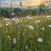 'It's thought the area around my home supports 100 species of wildflowers and grasses.' Photo: Matthew Thomas/Getty Images