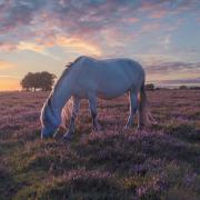 New Forest ponies are an iconic sight in the national park