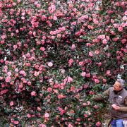 Horticulturist Ruben Vega Rubio, tends to the stunning pink Camellia which has come into bloom at RHS Garden Wisley in Surrey