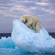 Ice Bed, by Nima Sarikhani: winner of People's Choice in Wildlife Photographer of the Year
