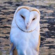 A beautiful Barn Owl, recovered and ready for release.
