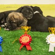 Cotswolds Dogs & Cats Home has partnered with The Adoption Mission programme to host the ultimate Crufts celebration for their furry residents. The goal is to inspire more people to consider adoption and help the dogs still in their care find new loving
