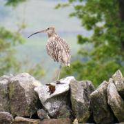Human activity that has impacted the decline of curlews the most, says Ann Shadrake.