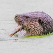 An otter dines on fish