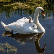 A swan and cygnets