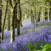 Bluebells at Toys Hill