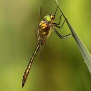 A rare Brilliant Emerald Dragonfly has been seen in Hampshire.