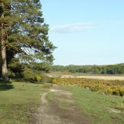 Beautiful views can be seen from the path along the edge of Hinchelsea Wood