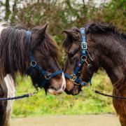 Robin and Daisy now have a secure future, thanks to the Mare and Foal Sanctuary.