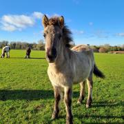 Norfolk stable yard lifechanging for horses