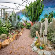 Explore the Hot and Spiky Cactus House at The World Garden.