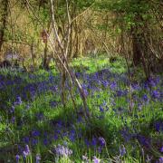 Carpets of bluebells can be found around Dorset