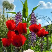 Poppies and lupins create a cottage garden look. Photo: Ade Sellars
