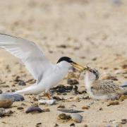 Little tern adult feeding a chick on the beach. Photo: RSPB images