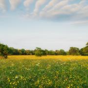 Norfolk Wildlife Trust wants to create more meadows in Norfolk to encourage biodiversity.