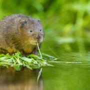 Water voles have a hugely positive effect on their environment.