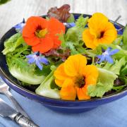 Nasturtiums on a salad
