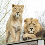 Asiatic lioness Sonika and her male partner Sahee arrived at the Sanctuary just last year