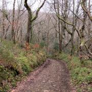 The early climb up through Bridford Wood helps to dispel the winter chill. Photo: Simone Stanbrook-Byrne