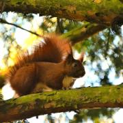 One of the topics covered on the podcast will be the protection of red squirrels