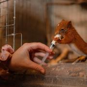 Red squirrel