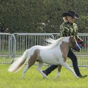 American miniatures contrast with the might shires on show.