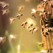 Honey Bees working hard in the spring sunlight.