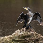 ‘A Cormorant’s feathers are designed to absorb water, reducing buoyancy to allow for deeper, faster diving, which is why they must dry their wings in the sun’