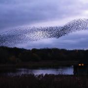 A starling murmuration, or moshpit, over Brockholes