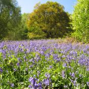 Beautiful bluebells and wild garlic at Roccal Dale Wood.