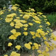 Achillea ‘Moonshine’.